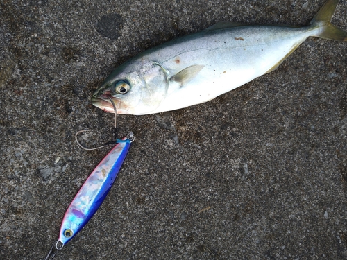 イナダの釣果