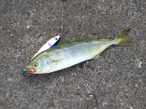 イナダの釣果