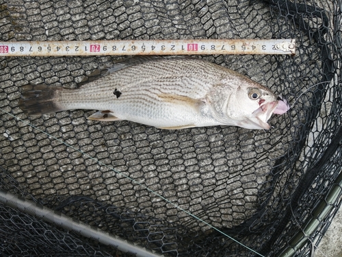 イシモチの釣果