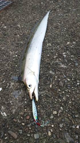 タチウオの釣果