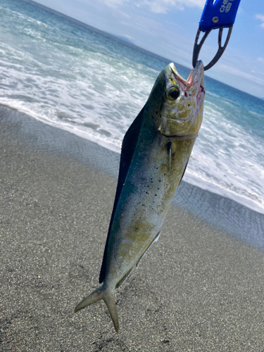 シイラの釣果