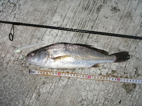 イシモチの釣果