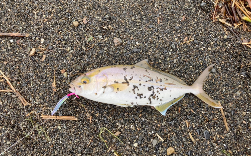 ショゴの釣果