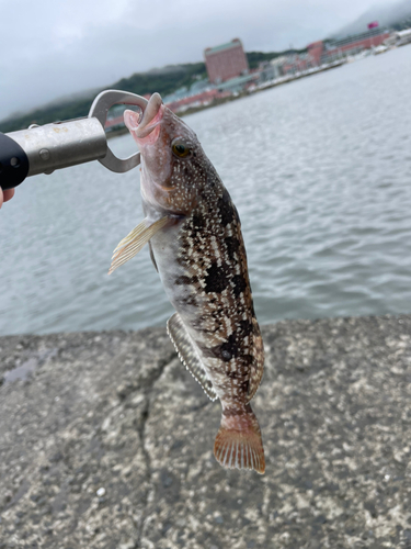 アイナメの釣果