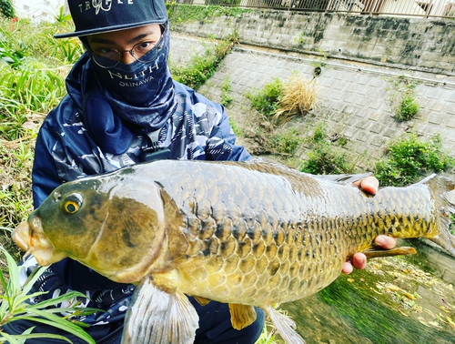 コイの釣果