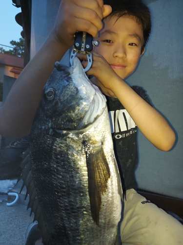 クロダイの釣果