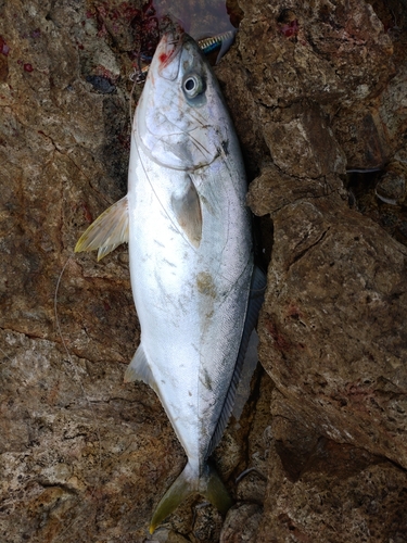 ヒラマサの釣果