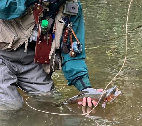 ニジマスの釣果