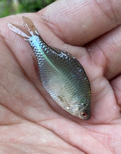 タイリクバラタナゴの釣果