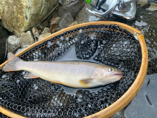 イワナの釣果