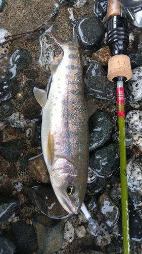 ヤマメの釣果