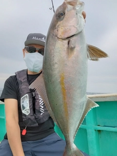 カンパチの釣果