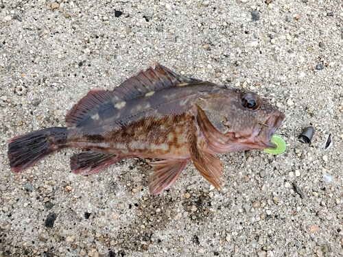 カサゴの釣果