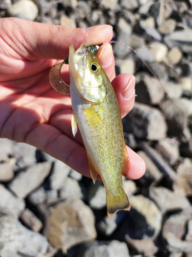 スモールマウスバスの釣果