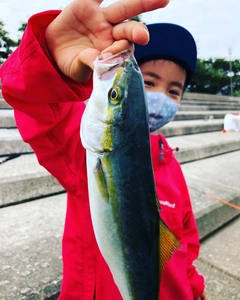 ツバスの釣果