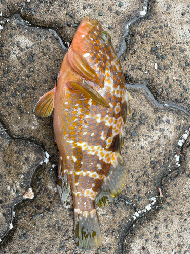 キジハタの釣果