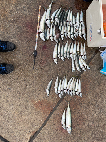 サバの釣果