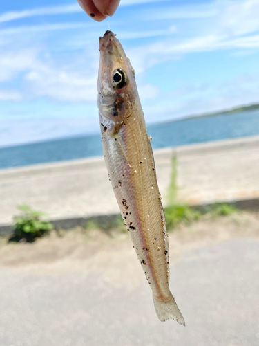 キスの釣果