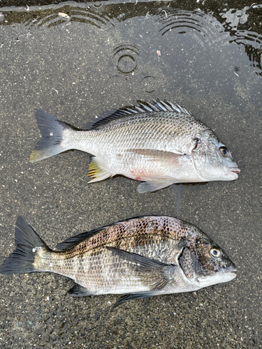 チヌの釣果