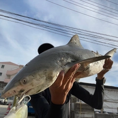 サメの釣果