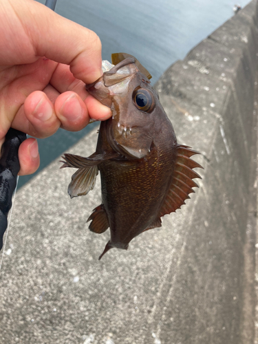 エゾメバルの釣果