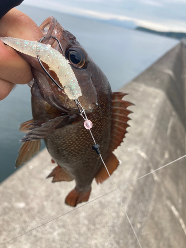 エゾメバルの釣果