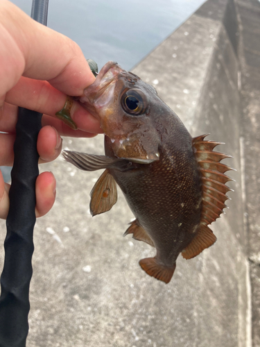 エゾメバルの釣果