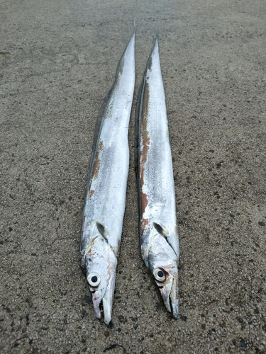 タチウオの釣果