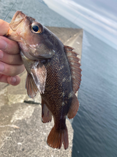 エゾメバルの釣果