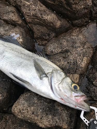 ヒラスズキの釣果