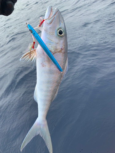 アオチビキの釣果