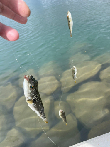 クサフグの釣果