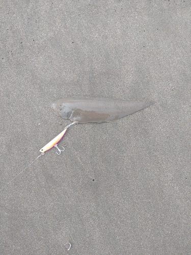 シタビラメの釣果