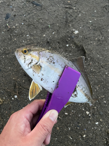 ショゴの釣果