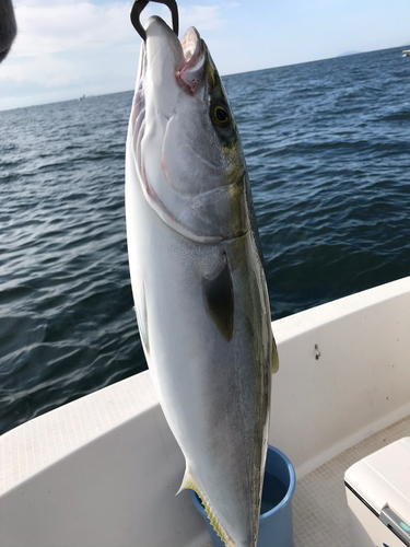 ハマチの釣果