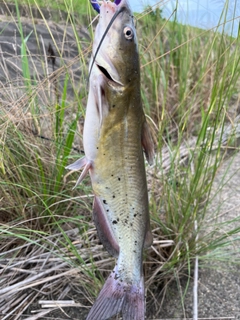 アメリカナマズの釣果