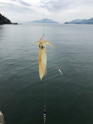 イカの釣果