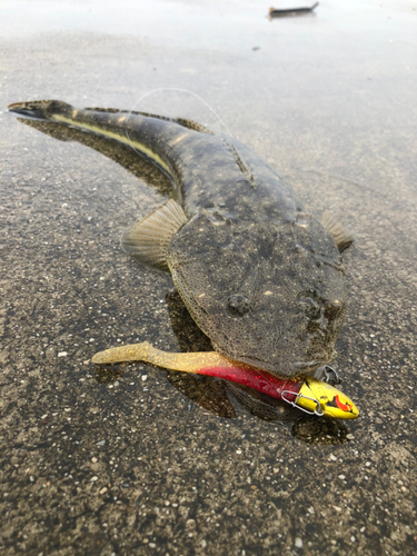 マゴチの釣果