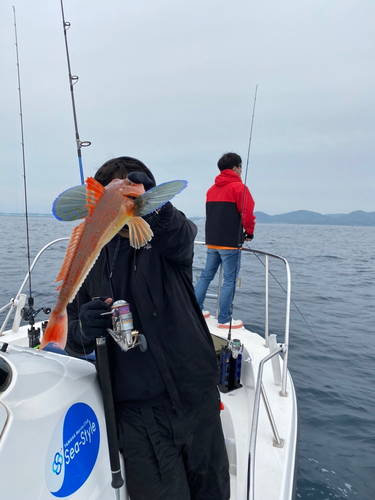 ホウボウの釣果