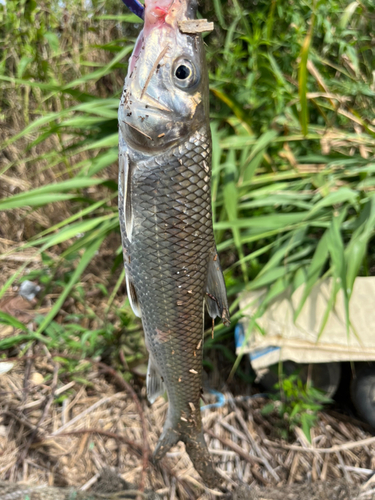 ニゴイの釣果