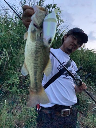 ブラックバスの釣果