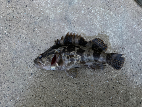 タケノコメバルの釣果