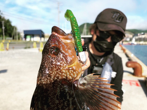 アイナメの釣果