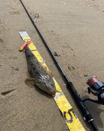 マゴチの釣果