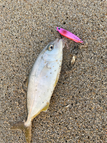 ショゴの釣果