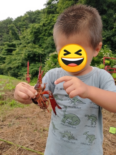 アブラハヤの釣果