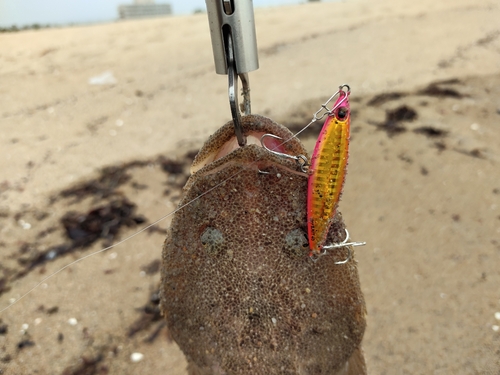 マゴチの釣果