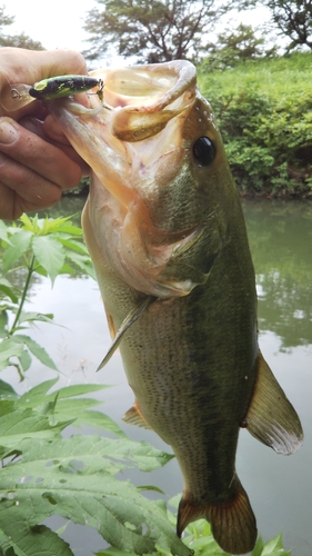 ラージマウスバスの釣果