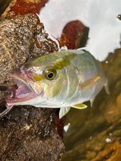 ショゴの釣果