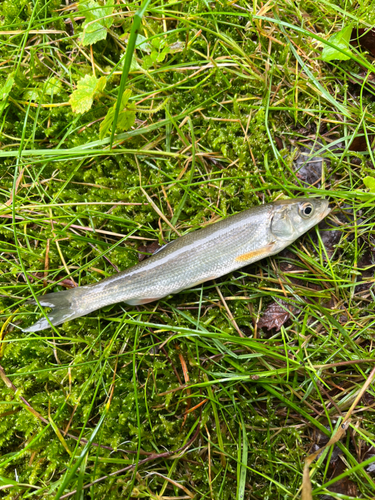 ウグイの釣果